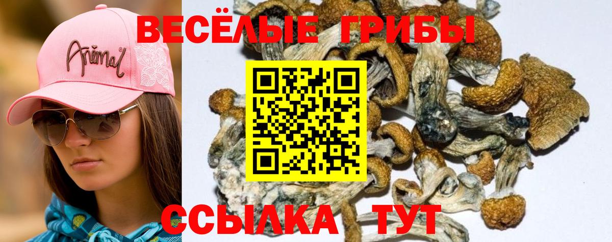 Псилоцибиновые грибы GOLDEN TEACHER  Псилоцибиновые грибы Psilocybe  купить  сайты  Аксай  Вход с VPN 
